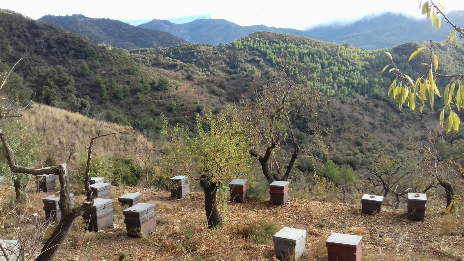 Colmenas repoblación Parque Natural de la Sierra de Espadán